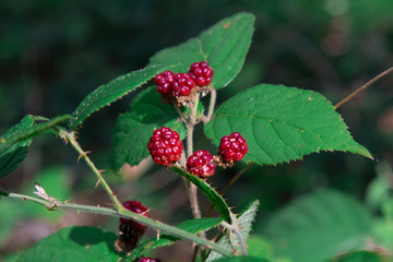 Framboises sauvages