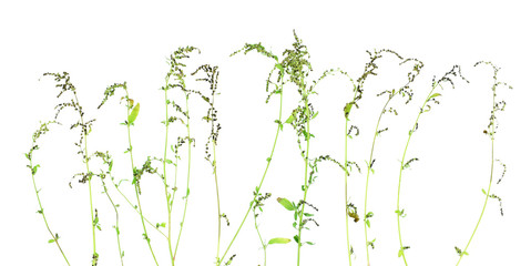  Set of twigs of wild ripe herbs. Decorative floral arrangement isolated on white background. Chenopodium album.