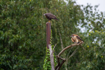 Rapaces perchés