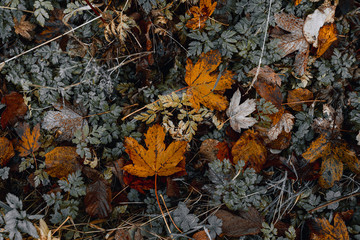 Colorful autumn leaves on the ground