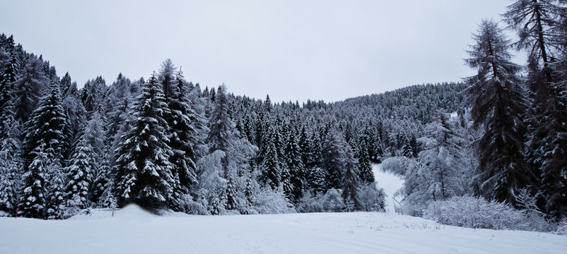 winter mountain landscape with pine trees and snow