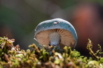 mushroom