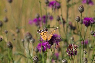 a painted lady sits on the blossom of a thistle