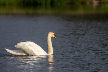 Obraz premium cygne
