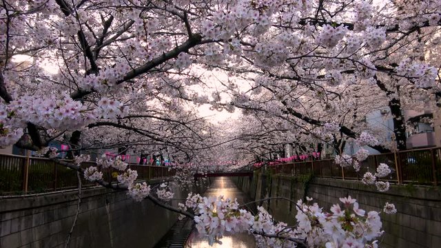 Static Shot of Cherry Blossom Hanging over Megurogawa in Tokyo