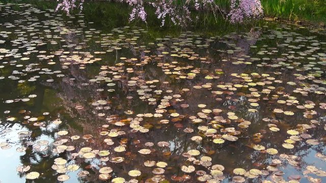 Tilt Up Shot of Cherry Blossoms over Reflective Lotus Pond in Japan