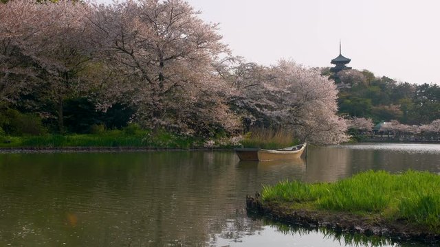 Tracking Shot of Cherry Blossoms by Pagoda over Pond in Japan
