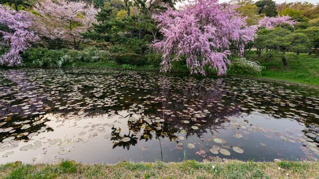 Timelapse Tracking Shot of Cherry Blossoms over Lotus Pond in Japan