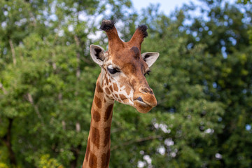 girafe