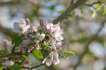 Obraz premium Blossoms of an ornamental apple tree with a soft bokeh background and shallow depth of field