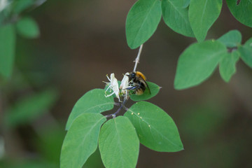 bumblebee on the flower of an ordinary honeysuckle