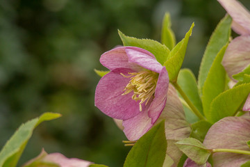 red Christmas rose in the garden