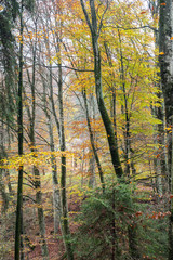 Fototapeta na wymiar 2019_11_1_Cei lake in Trentino, having a walk in the woodland in autumn season