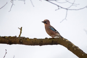 Blue jay on a mossy branch