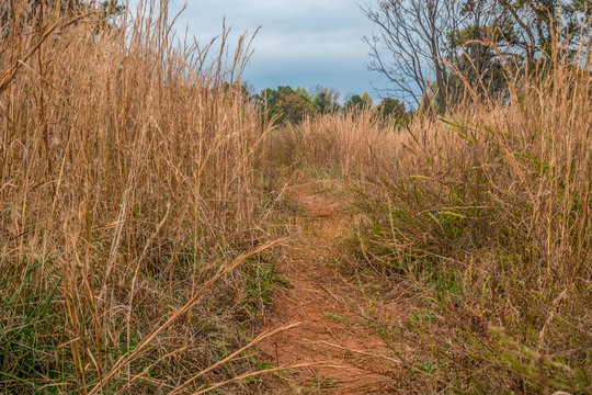 Trail through tall grasses - Powered by Adobe