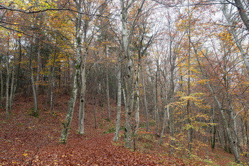 2019_11_1_Cei lake in Trentino, having a walk in the woodland in autumn season