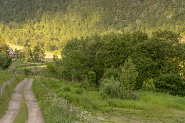 dirt raod to lone house in birch wood, near Botn lake, Norway