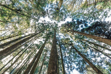 Japanese Cedar and Cypress trees in the forest that see from below in Alishan National Forest Recreation Area in Chiayi County, Alishan Township, Taiwan.
