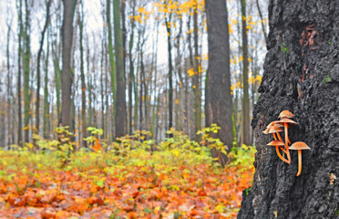 Mushrooms on bark of old large tree