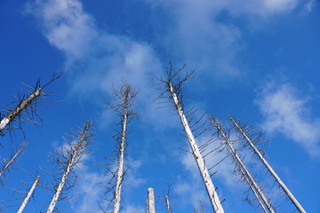 Waldsterben