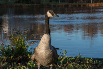 Goose