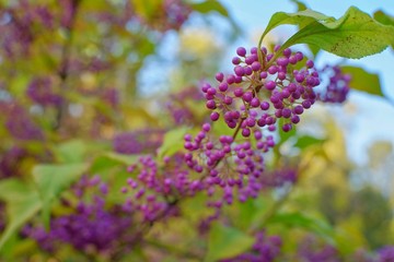 This image was taken in the botanical garden in Bucharest, Romania. Fall colors.