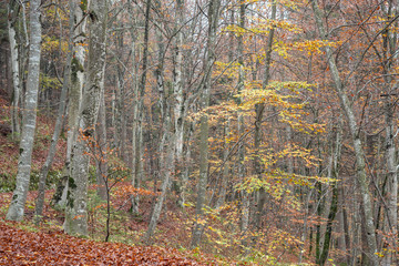 2019_11_1_Cei lake in Trentino, having a walk in the woodland in autumn season