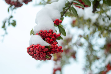 Baies rouges sous la neige