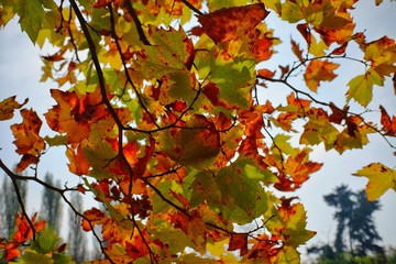 This image was taken in the botanical garden in Bucharest, Romania. Fall colors.