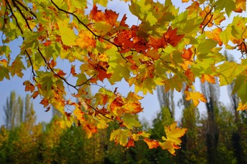 This image was taken in the botanical garden in Bucharest, Romania. Fall colors.