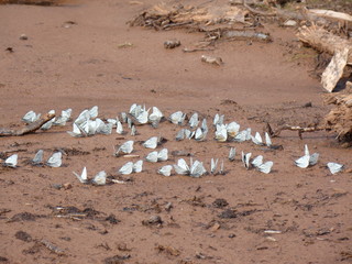 бабочка butterfly