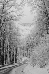 Winter snowy road in the mountain with frosty trees photo. Winter road in the woods in snow white image