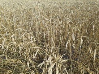 Yellow wheat field and blue sky