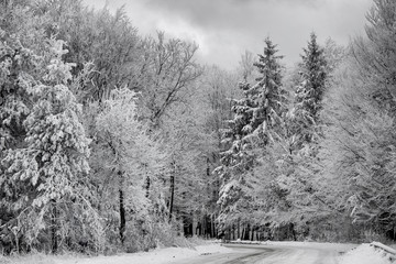 Winter landscape with frosted snowy trees and pines. Winter scape in the woods photo.