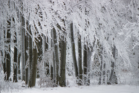 Winter frosted trees, white snow and woods. White winter landscape forest photo background.