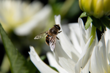 Abeille sur dahlia