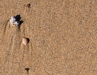Concha en la arena de una playa del Mediterráneo