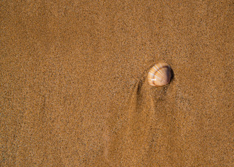 Concha en la arena de una playa del Mediterraneo