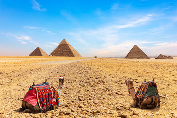 Camels at the foot of the Giza Pyramids, Cairo, Egypt
