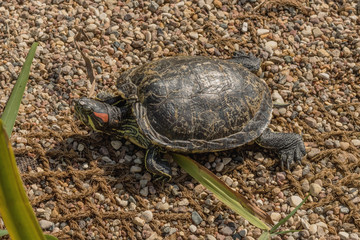 Red-eared turtles on the pond basking in the sun