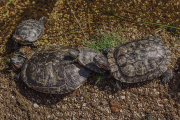 Red-eared turtles on the pond basking in the sun