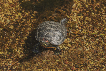 Red-eared turtles swimming in the pond