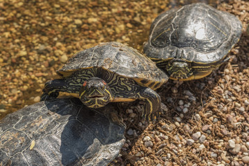 Red-eared turtles on the pond basking in the sun