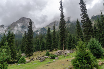 Alpine coniferous forest, the gorge of Barskoon, Kyrgyzstan