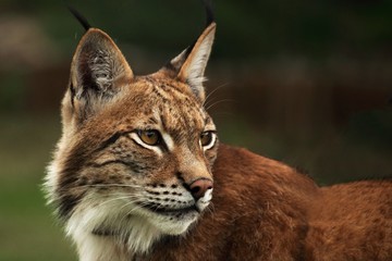 The Eurasian lynx (Lynx lynx) staying in front of the forest. Young male with green background. Lynx portrait in morning sun.