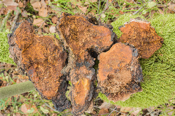 Grzyb Chaga, kawałki inonotus obliquus. Struktura wewnątrz.