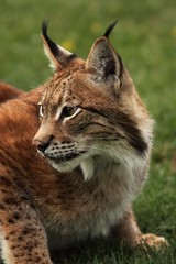 Fototapeta premium The Eurasian lynx (Lynx lynx) staying in front of the forest. Young male with green background. Lynx portrait in morning sun.