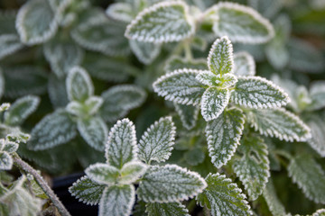 Frosty Catmint