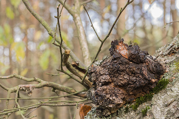 Grzyb Chaga, inonotus obliquus rośnie na korze żywej brzozy. Dobry dla zdrowia w medycynie naturalnej © Achondryt