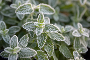 Frosty Catmint